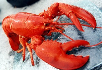 Delicious lobster!