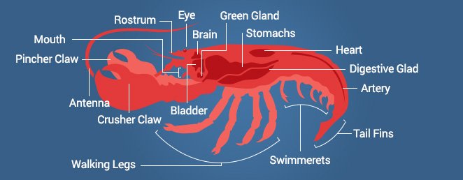 Getting To Know All Aspects Of A Live Maine Lobster