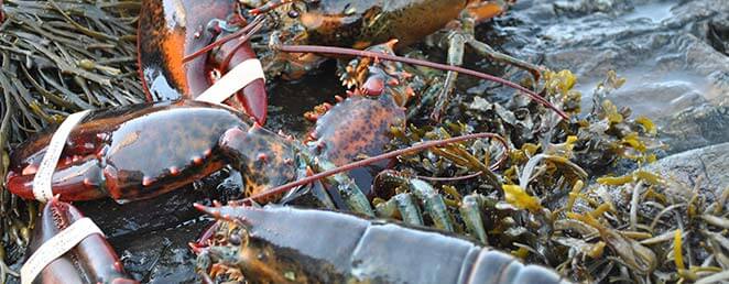 Enjoy Maine Lobster Season