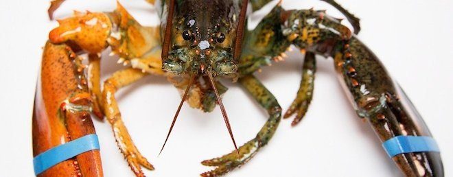 live Maine lobster