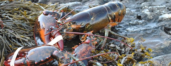 Fresh Maine Lobster; The Healthiest Protein in Town