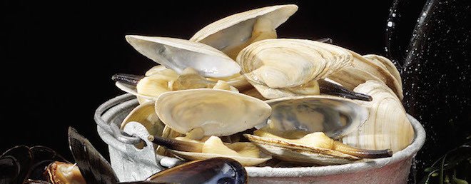 maine clams