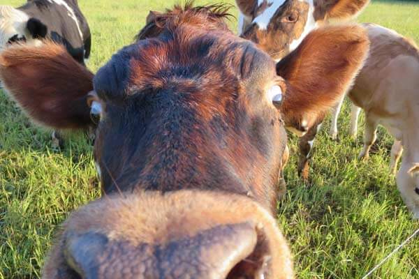 a brown cow head up close in front of other cows