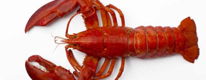 Maine Lobster